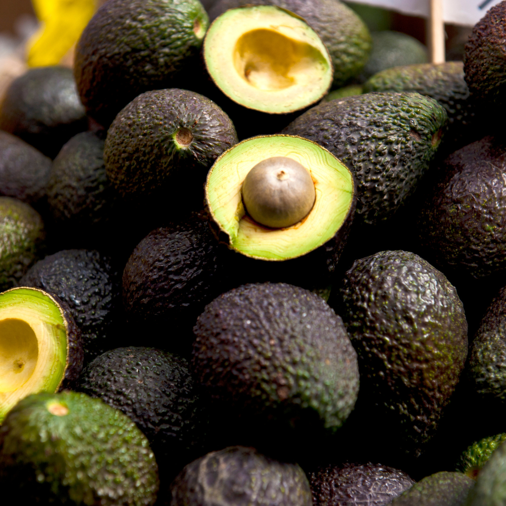 (No Ship to CA,HI,AK) Large HASS Avocado Trees Live Plants | 2.5–3 Ft Tall Potted Plant | Hardy Fruit-Bearing Tree for Indoor and Outdoor Growing