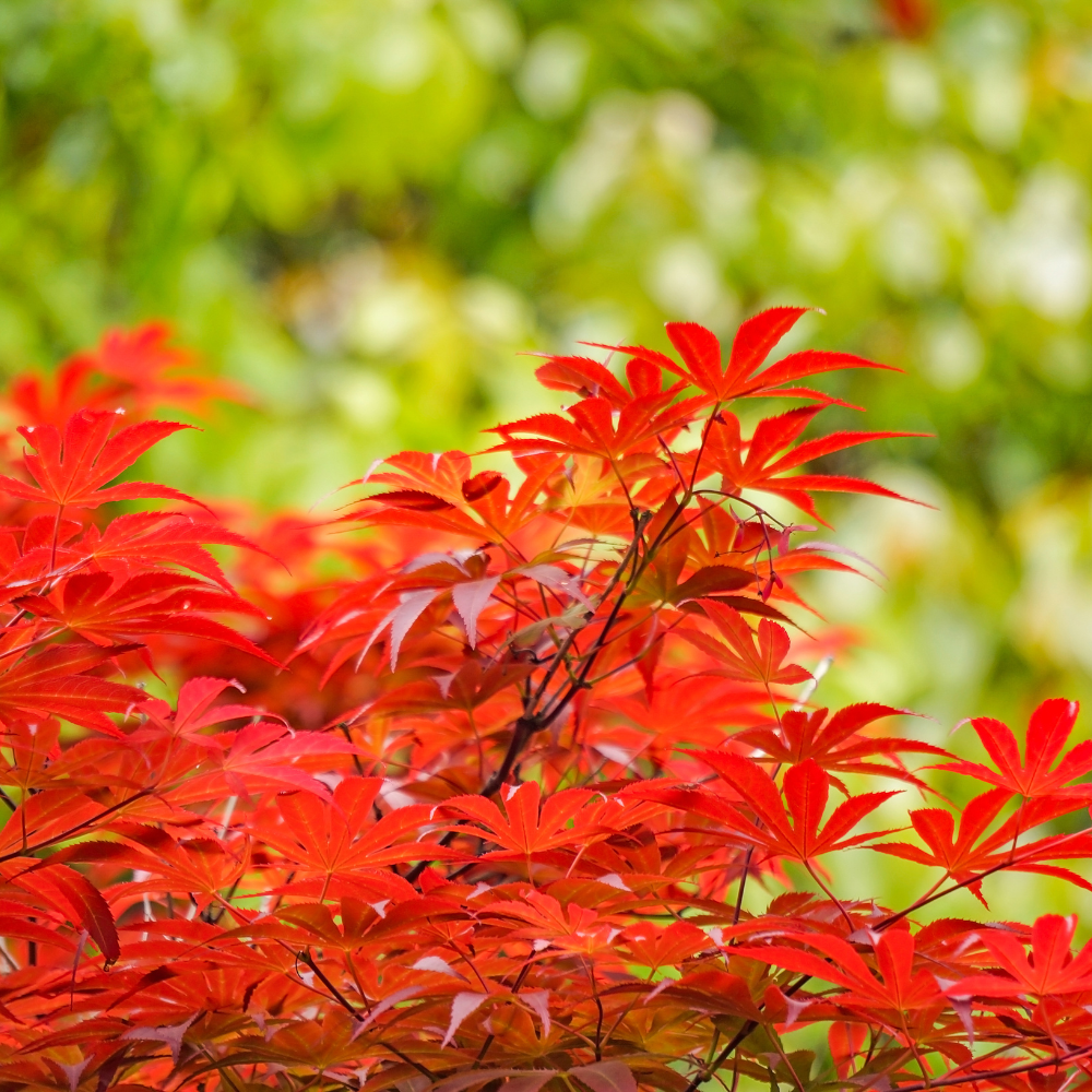 5 Live Sweet Gum Plants – 6–12 Inch Tall | Hardy Native Trees for Outd ...