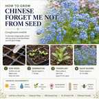 450 Pcs Heirloom Chinese Forget Me Not Seeds for Planting, Robust Lush Foliage & Bright Blue Flowers, Easy to Care Outdoor Yard Decor