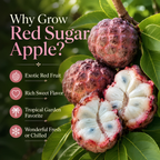 Sugar Apple Tree in 3 Gallon Pot, 2-3 Ft Tall, Well-Rooted Tree, USDA Zone 9-11, Hardy Custard Apple Fruit Tree for Home Garden (No Ship to CA, HI, AK)