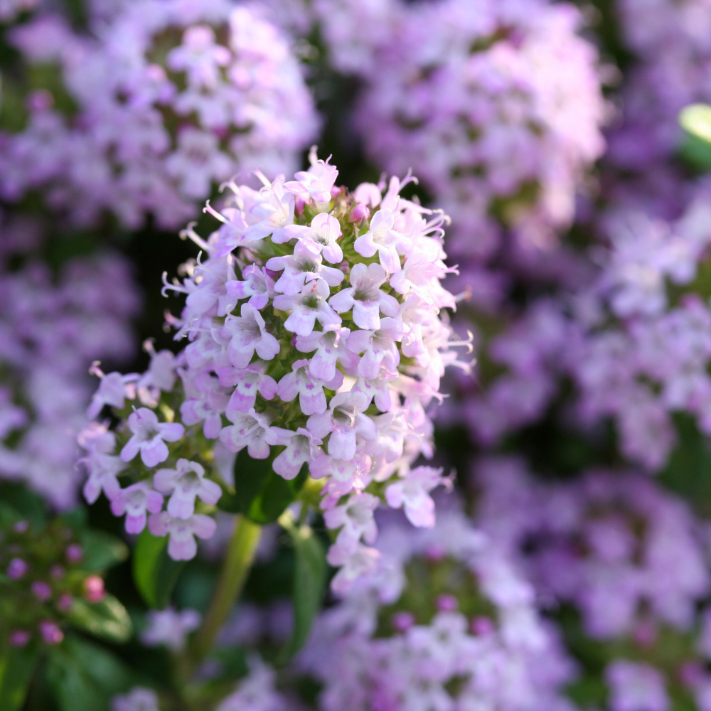 750 Pcs Creeping Thyme Seeds, Non-GMO Heirloom Ground Cover for Patios, Easy to Care Outdoor Yard Pathway Décor, Low Maintenance Perennial