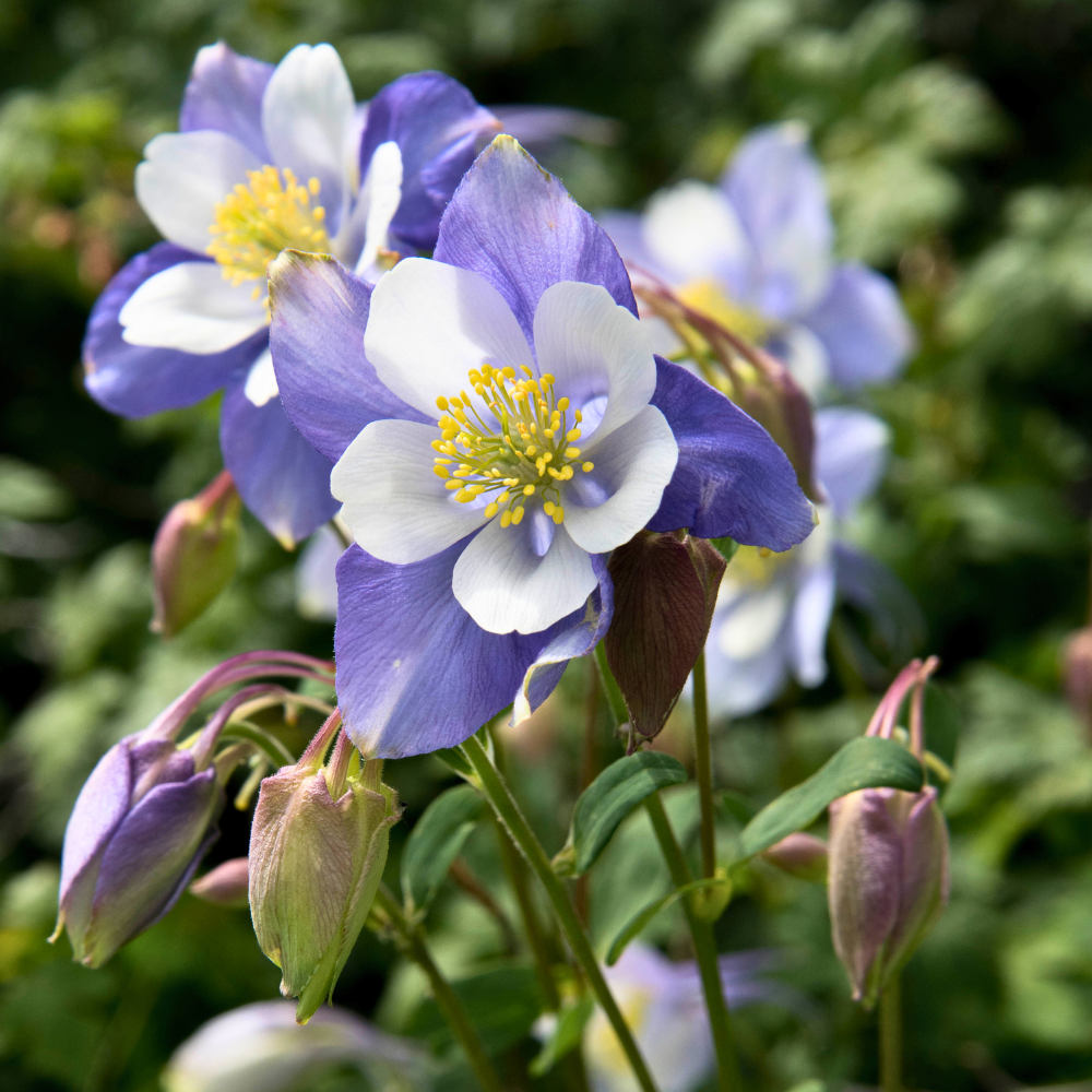 300 Pcs Rocky Mountain Columbine Seeds for Outdoors, Non-GMO Heirloom Flowers for Patios, Easy to Care Outdoor Yard Décor
