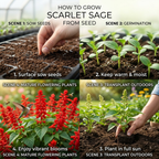 100 Pcs Scarlet Sage Seeds, Heirloom Non-GMO Flowers, Low Maintenance Vibrant Tubular Blooms for Hummingbirds