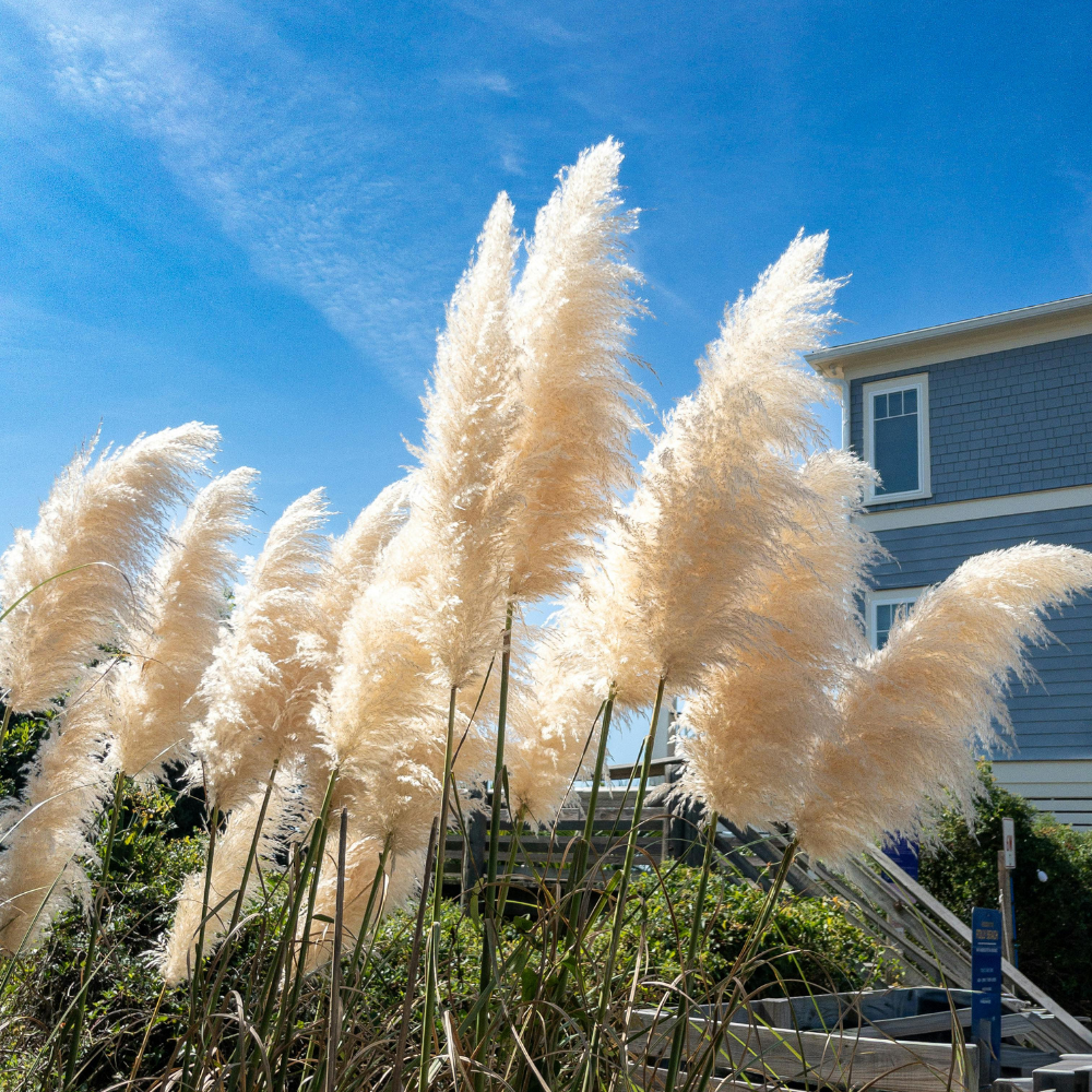 200 White Pampas Grass Seeds, High Germination Ornamental Grass for Planting, Robust Low Maintenance Tall Plumes for Sunlit Landscapes