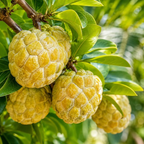 Sugar Apple Fruit Tree, 2-3 Ft Tall, 3 Gallon Pot, Hardy Tropical Fruit Plant for Landscape, Backyard Orchard and Outdoor Garden (No Ship to CA, HI, AK)