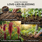 300 Pcs Love Lies Bleeding Amaranth Seeds for Planting Outdoors, Non-GMO Heirloom Flowers, Low Maintenance Red Cascading Blooms for Yard Borders