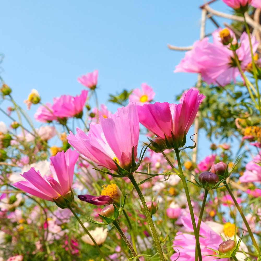 300 Pcs Sea Shells Cosmos Seeds for Outdoors, Cultivate Robust Feathery Foliage & Bright Fluted Flowers, Easy to Care Outdoor Yard Decor