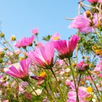 300 Pcs Sea Shells Cosmos Seeds for Outdoors, Cultivate Robust Feathery Foliage & Bright Fluted Flowers, Easy to Care Outdoor Yard Decor