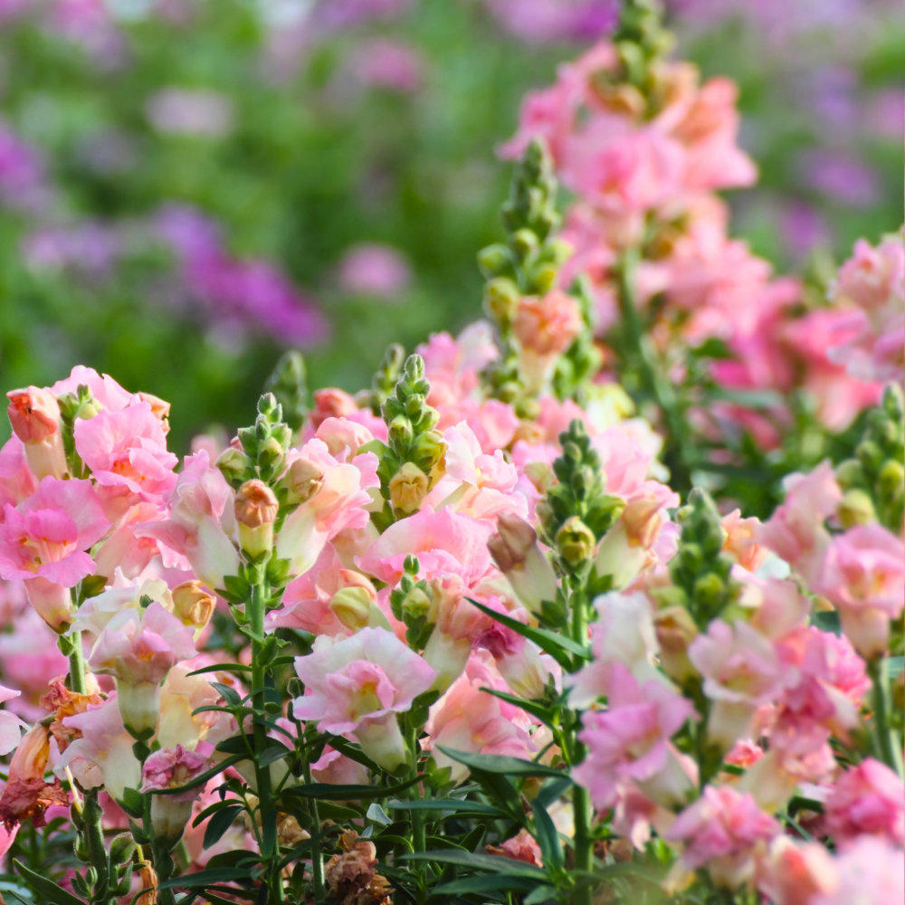 90 Pcs Chantilly Light Pink Snapdragon Seeds Vigorous, Cold-Hardy Plants, Grow Robust Open-Faced Blooms for Edging & Outdoor Landscapes