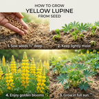 150 Pcs Yellow Lupine Seeds Perennial, Non-GMO Heirloom Flowers for Patios, Vigorous Growth, Low Maintenance Meadow Displays