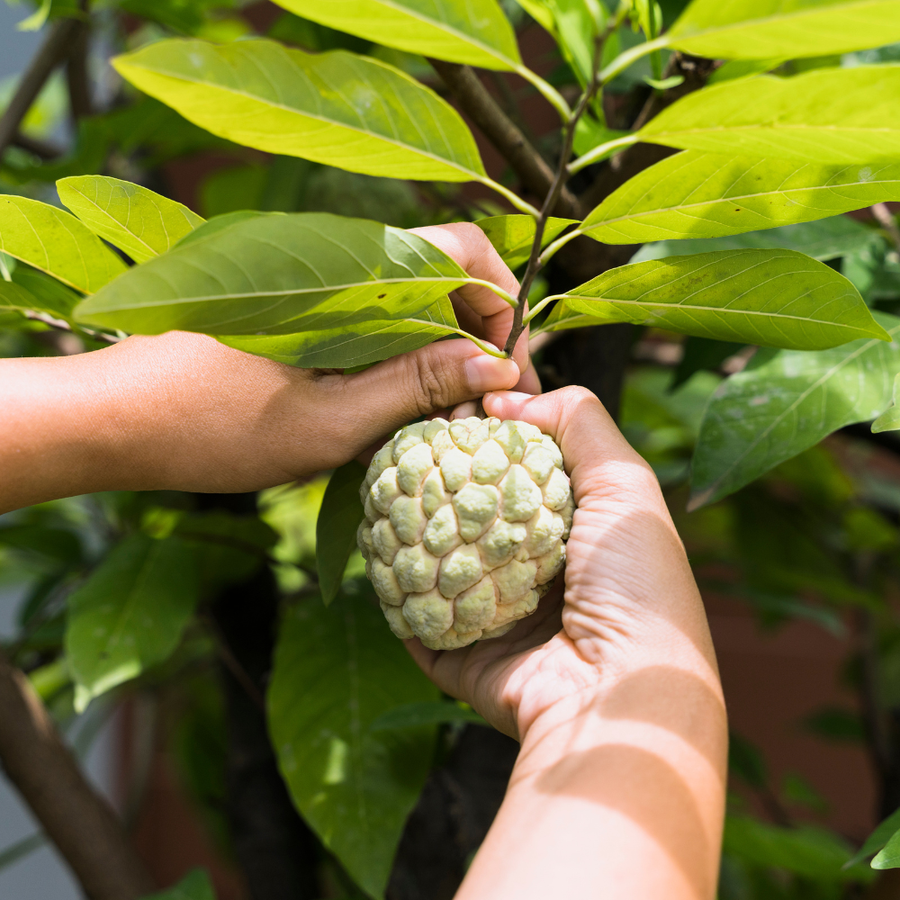 (No Ship to CA,HI,AK) Green Sugar Apple Tree Live Plant | Tropical Custard Apple Fruit Plant in 1 Gallon Pot | 16-24 Inches Tall | Hardy, Cold Climate Ready