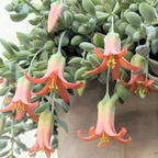 Cotyledon Pendens Succulent Plant Live – 6 Inch Pot | Rare Trailing Houseplant | Easy-Care Indoor Succulent