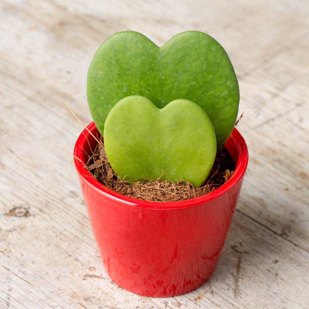 Hoya Kerrii Heart Plant Live, 2 Inch Pot, Hoya Plants Live Houseplants, Unique Indoor Succulent for Desks and Gifts