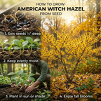 10 Pcs American Witch Hazel Seeds for Planting Outdoors, Adaptable Cold-Hardy Shrubs, Grow Robust, Low Maintenance Yellow Winter Blooming Plants