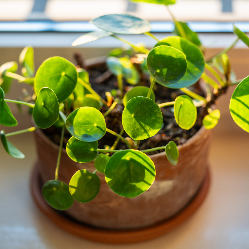 Chinese Money Plant Live in 4'' Inch Pot | Pilea Plant Live | Easy-Care Indoor Houseplant for Apartments, Workspaces & Decorative Pots | Real Plants for Gardening Lovers