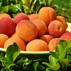 (No Ship to CA,HI,AK) Apricot Tree Live Plant, 3 Gallon Potted Edible Fruit Tree Starter, High-Vigor Cold-Hardy Plant for Home Landscapes, Resilient Deciduous Shade Tree for Backyard Orchards