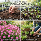 900 Pcs Nodding Catchfly Seeds, Vigorous, Cold-Hardy Plants, Grow Robust Pink Blooms for Rock Gardens