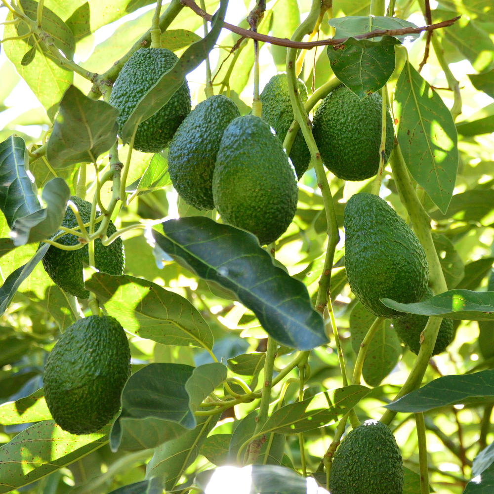 (No Ship to CA,HI,AK) HASS Avocado Tree for Planting | 2.5–3 Ft Live Potted Tree | Fast-Growing Fruit Tree for Home Gardens, Patios & Containers