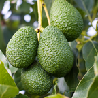 (No Ship to CA,HI,AK) HASS Avocado Tree for Planting | 2.5–3 Ft Live Potted Tree | Fast-Growing Fruit Tree for Home Gardens, Patios & Containers