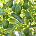 (No Ship to CA,HI,AK) Large HASS Avocado Trees Live Plants | 2.5–3 Ft Tall Potted Plant | Hardy Fruit-Bearing Tree for Indoor and Outdoor Growing