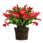 Orange Christmas Cactus Plant, 5-6 Inch Tall, Winter Blooming Succulent Starter for Home Décor, Low Maintenance Plant for Bright Indoor Spaces and Holiday Gifts