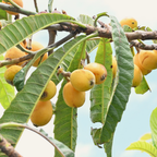 (No Ship to CA,HI,AK) Loquat Tree, 3 Gallon Pot, Live Fruit-Bearing Evergreen for Edible Landscaping, Resilient Shade Plant for Sweet Yellow Plums, Sturdy Growth for Broad Canopy & Patios