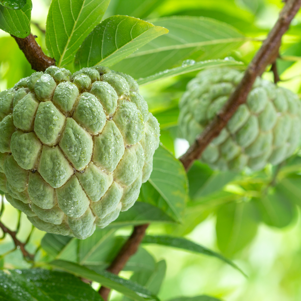 (No Ship to CA,HI,AK) Green Sugar Apple Tree Live Plant | Tropical Custard Apple Fruit Plant in 1 Gallon Pot | 16-24 Inches Tall | Hardy, Cold Climate Ready