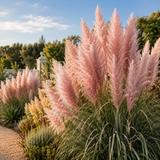 300 Heirloom Pampas Grass Seeds for Planting, Non-GMO Ornamental Decor for Outdoor Gardens, Sturdy Growth, Easy to Care