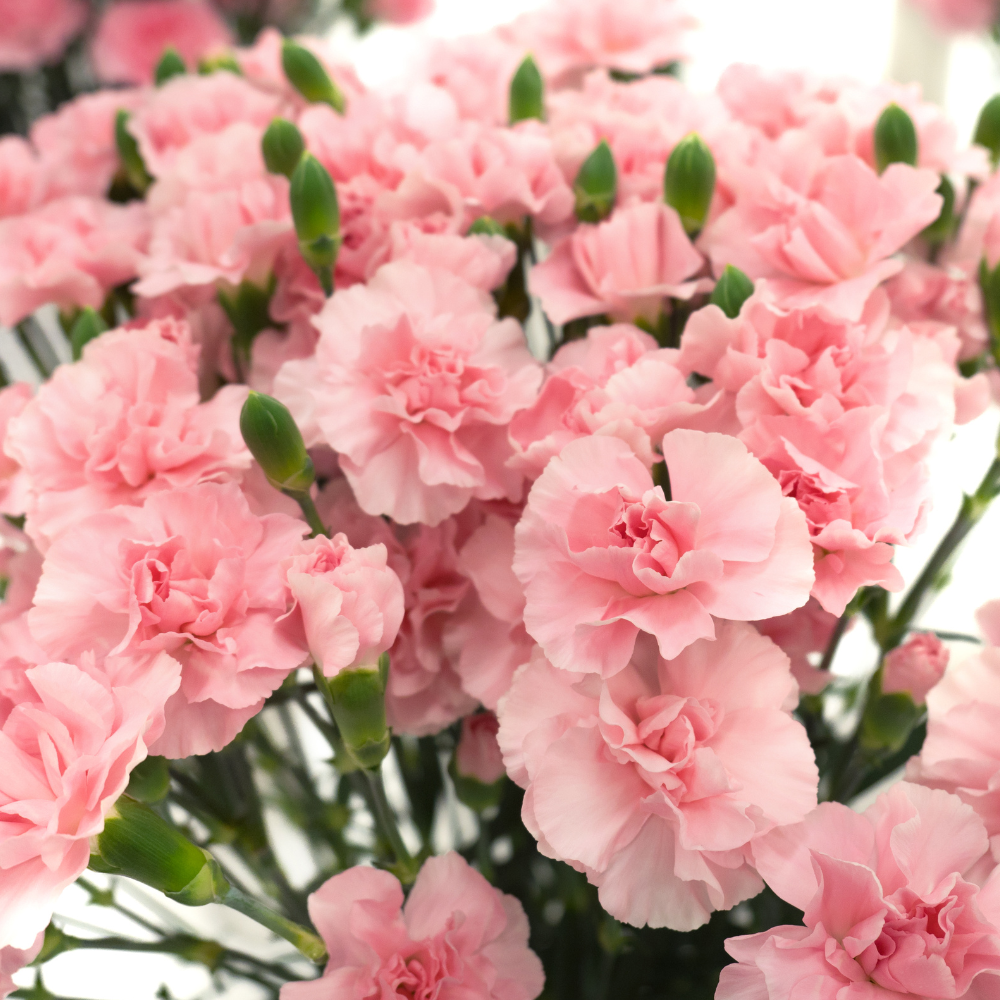 300 Pcs Heirloom Carnation Seeds for Planting, Non-GMO Heirloom Chabaud Carnation for Bouquets, Easy to Care Outdoor Yard Decor