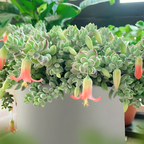 Cotyledon Pendens Succulent Plant Live | 4 Inch Pot Rare Trailing Variety Houseplant for Indoor Growing and Collections