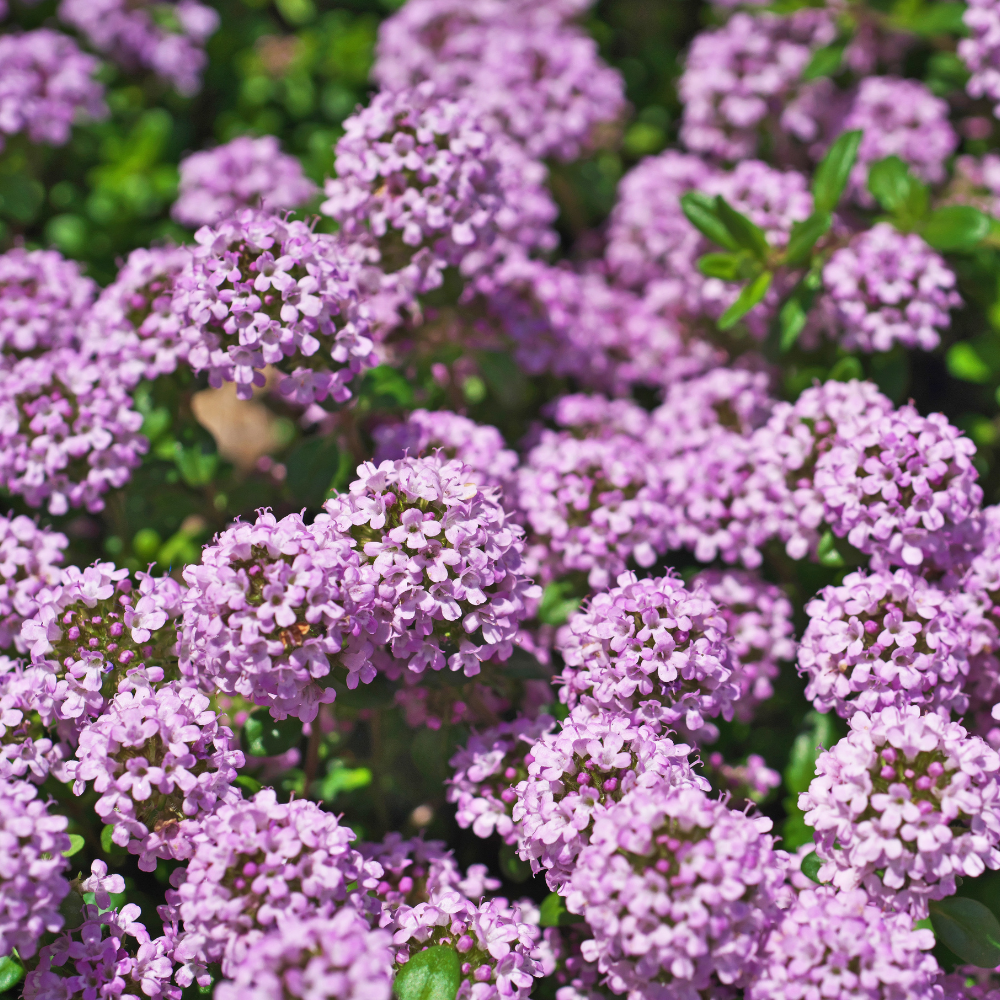 750 Pcs Creeping Thyme Seeds, Non-GMO Heirloom Ground Cover for Patios, Easy to Care Outdoor Yard Pathway Décor, Low Maintenance Perennial