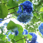 Nikko Blue Hydrangea Live Plant in 1 Gallon Pot | Mature Established Flowering Shrub | Ready to Plant Large Shrub for Landscape