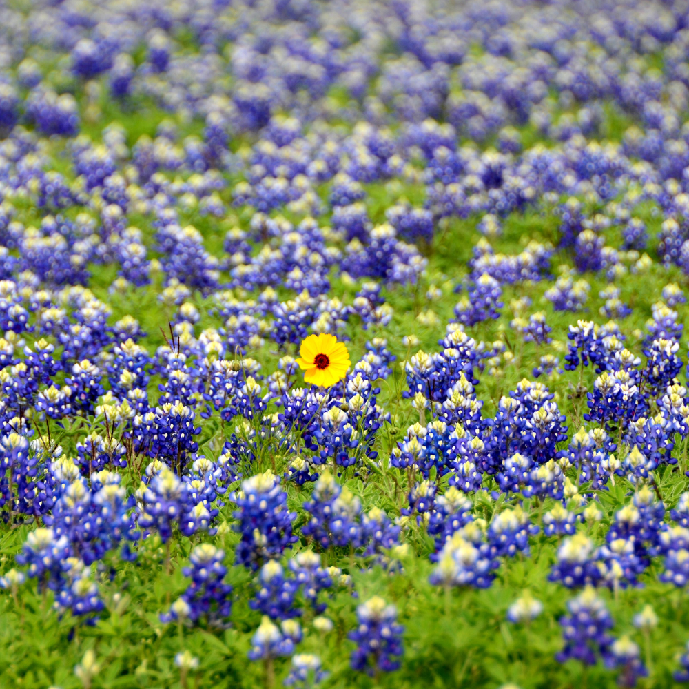 150 Pcs Texas Bluebonnet Wildflower Seeds for Planting, Cultivate Robust Upright Stalks & Bright Blue Flowers, Easy to Care Outdoor Yard Decor