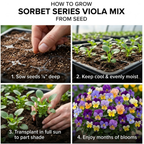 25 Sorbet Series Viola Mix Seeds for Planting Outdoors, Non-GMO Flower Seeds, Sturdy Low Maintenance Cold-Hardy Blooms for Patios