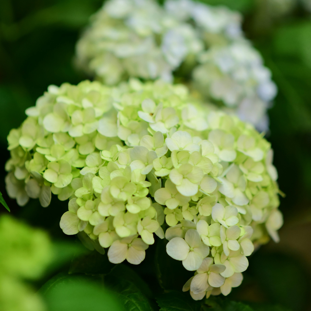 Limelight Hydrangea Live Flowering Plant | Quart Pot | Cold-Hardy Panicle Shrub with Lime-Green Blooms | Well-Rooted Ornamental Garden Plant