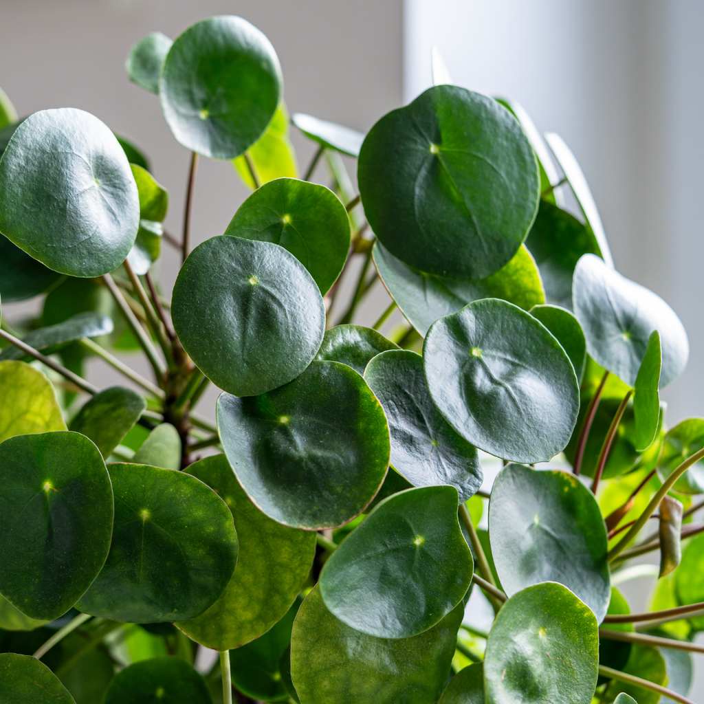 Chinese Money Plant Live in 4'' Inch Pot | Pilea Plant Live | Easy-Care Indoor Houseplant for Apartments, Workspaces & Decorative Pots | Real Plants for Gardening Lovers