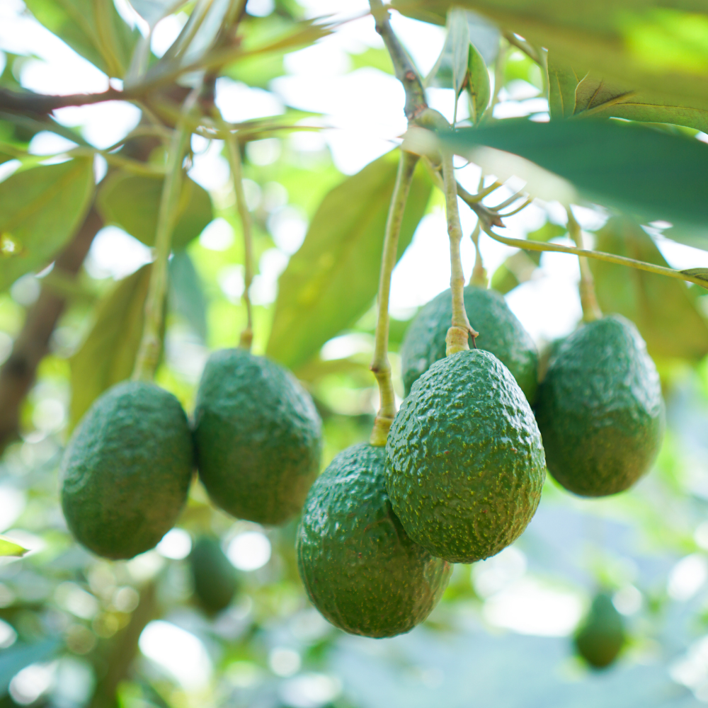 (No Ship to CA,HI,AK) Avocado Tree, 3 Gallon Potted Edible Fruit Plant Starter, High-Vigor Evergreen for Home Landscapes, Resilient Subtropical Shade Tree for Backyard Orchards