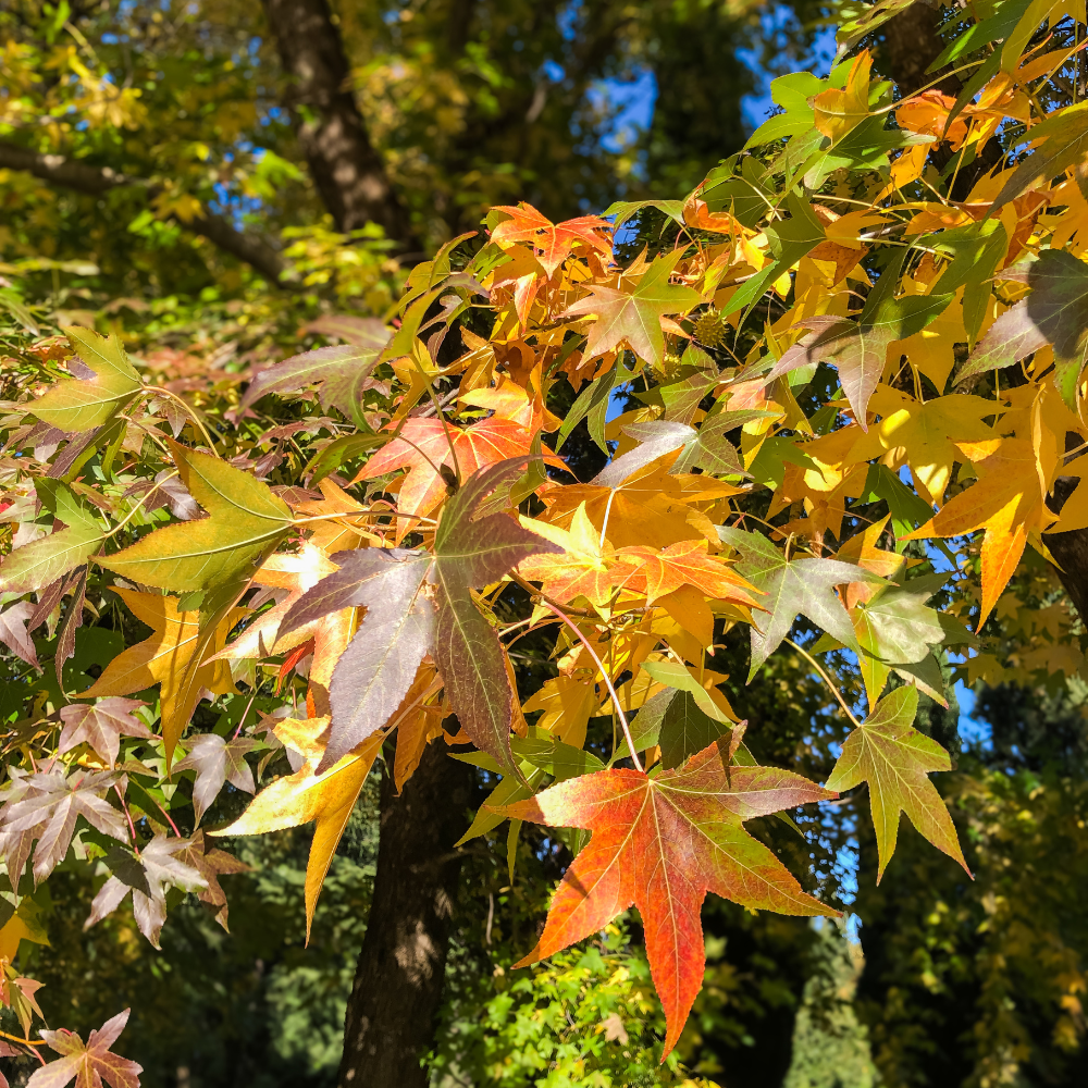 5 Live Sweet Gum Plants – 6–12 Inch Tall | Hardy Native Trees for Outd ...