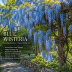 3 Blue Wisteria Plant in 2.5 Inch Pot, Blue Flowering Tree, Easy-Care Climbing Vine for Landscapes, Fences & Outdoor Garden Décor