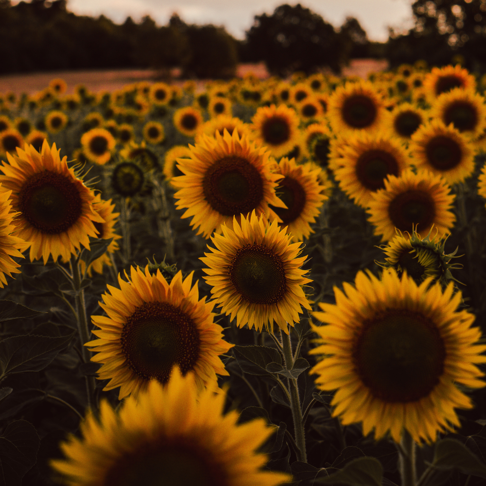 75 Pcs Autumn Beauty Sunflowers Seeds, Non-GMO Heirloom Flower Seeds for Patios & Gardens, Low Maintenance Cut Flowers