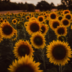 75 Pcs Autumn Beauty Sunflowers Seeds, Non-GMO Heirloom Flower Seeds for Patios & Gardens, Low Maintenance Cut Flowers