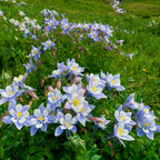 300 Pcs Rocky Mountain Columbine Seeds for Outdoors, Non-GMO Heirloom Flowers for Patios, Easy to Care Outdoor Yard Décor