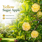 Sugar Apple Fruit Tree, 2-3 Ft Tall, 3 Gallon Pot, Hardy Tropical Fruit Plant for Landscape, Backyard Orchard and Outdoor Garden (No Ship to CA, HI, AK)