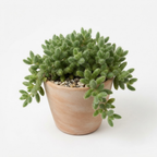 Pickle Plant, Delosperma Echinatum Live Succulent in 4 Inch Pot, Rare Live Succulent Cactus Plants for Desk Decor and Small Spaces