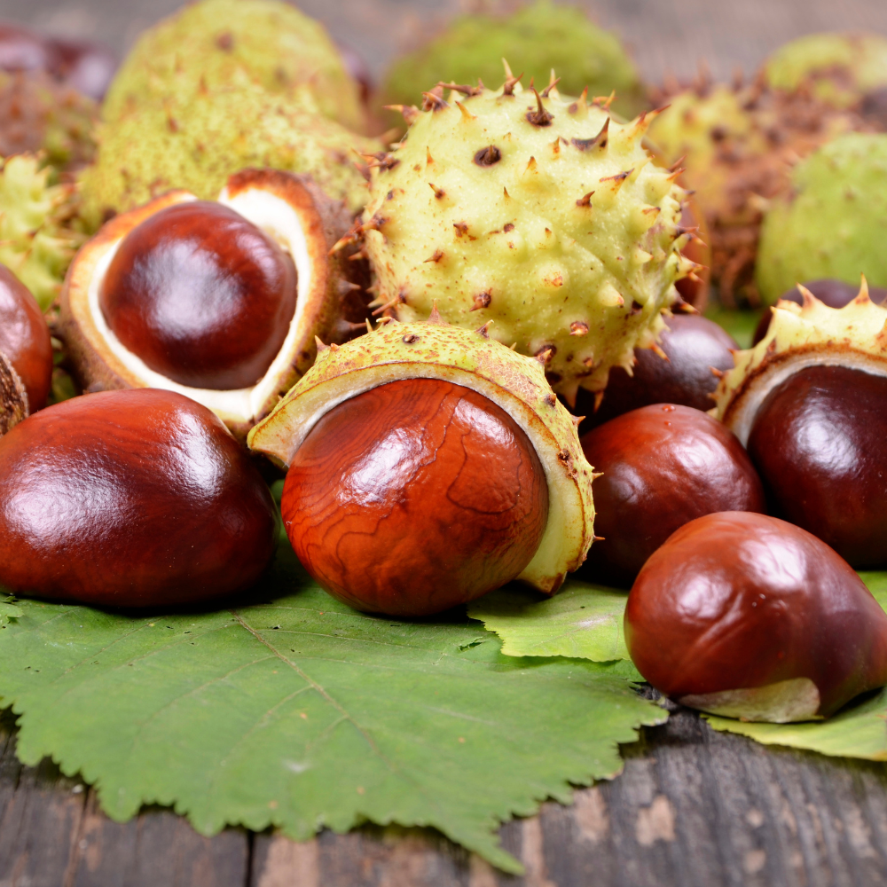 Chinese Chestnut Tree, 3 Gallon Pot, Low Maintenance Nut-Bearing Shade Tree for Homeowners, Resilient Cold-Hardy Plant for Edible Landscapes & Roasting Nuts