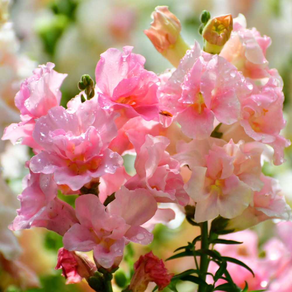 60 Pcs Chantilly Light Pink Snapdragon Seeds for Planting, Adaptable Cold-Hardy Flowers, Grow Robust, Low Maintenance Blooms for Yard Borders