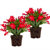 2 Red Christmas Cactus Live Plant, 5-6 Inch Tall, Easy to Care Indoor Winter Houseplant for Office Desk and Patio Decor, Vigorous Live Holiday Plant
