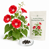 150 Scarlet O Hara Morning Glory Seeds for Planting, Non GMO, Heirloom, Crimson Red Climbing Blooms, Vine Flower Seeds for Gardens Accent, Borders & Fence