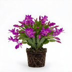 Orange Christmas Cactus Plant, 5-6 Inch Tall, Winter Blooming Succulent Starter for Home Décor, Low Maintenance Plant for Bright Indoor Spaces and Holiday Gifts