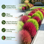 90 Pcs Burning Bush Plant Seeds, Summer Cypress, Non GMO, Easy to Grow, Red Foliage Shrub for Gardens & Landscaping